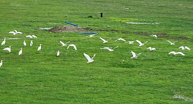 Göçmen kuşlar Muş Ovası'nı süsledi