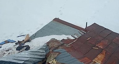 Gümüşhane yaylalarında ayı dehşeti devam ediyor