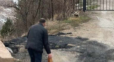 Gümüşhane'de aç kalan yavru ayıyı elleriyle beslediler