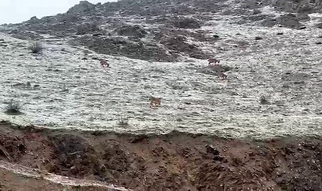 Hakkari yolunda dağ keçileri görüntülendi