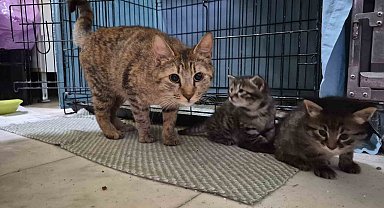 Hamile kedi sığındığı veteriner kliniğinde doğum yaptı