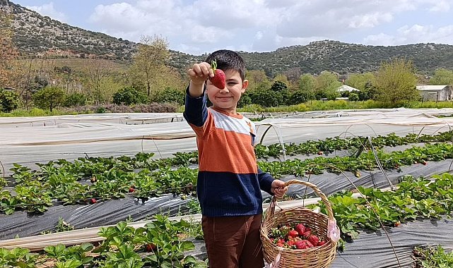 Hasadı çiftçi değil, vatandaş yaptı