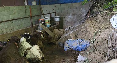 Hatay'da heyelanda önü toprakla dolan ahırda hayvanlar mahsur kaldı