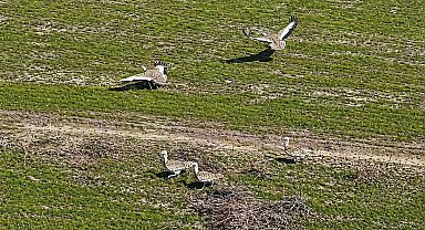 Havaların ısınmasıyla Muş'a toy kuşları gelmeye başladı