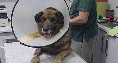 Havladığı için 4 kurşunla vurulan köpek hayata tutundu; Adını "Kurşun" koydular