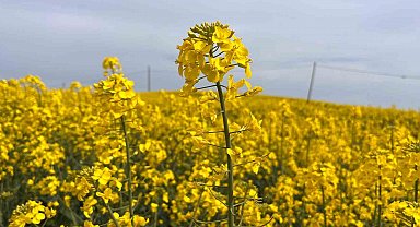 Hayrabolu'da çiçek açan 'Sarı Gelin', rengiyle büyülüyor