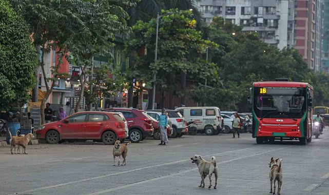 Hindistan'da 62 milyon sokak köpeği, sokakları işgal ediyor