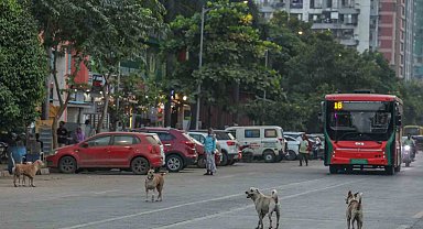 Hindistan'da 62 milyon sokak köpeği, sokakları işgal ediyor