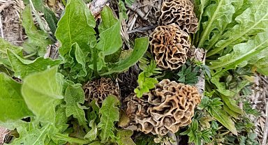 Hisarcık'ta kuzugöbeği sezonu açıldı