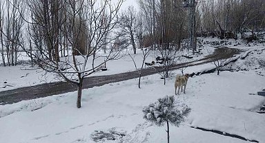 Iğdır'da nisan sürprizi: Yüksek kesimlerde kar, merkezde yağmur etkili