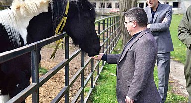 İlk tüp tay Balat 2 yaşında