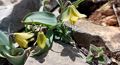 İsmini keşfedildiği ilçeden alıyor: Ender görülen Çermik ters lalesi çiçek açtı