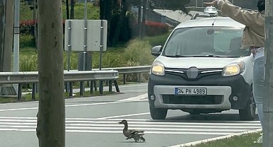 İstanbul'da ördeklerin güvenli geçişi için trafik durduruldu