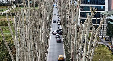 İstanbul'un tarihi çınarlarına budama, tartışma başlattı
