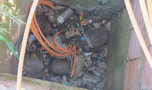 İtfaiyeden rögarda üç kirpi, bacada serçe mesaisi