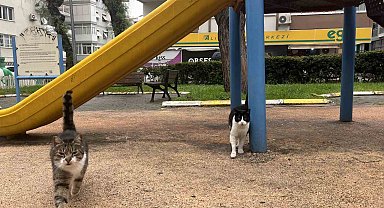 İzmir'de domuzlar sosyal hayatın parçası olmaya başladı