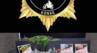 İzmir'de seraya çevirdiği evde kenevir yetiştiren şahıs tutuklandı