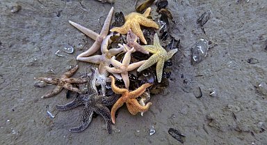 İzmit Körfezi'nden 1,8 milyon metreküp çamur çıkarıldı, deniz canlıları geri döndü