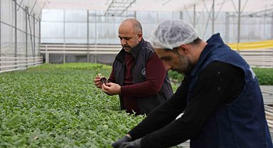 Jeotermal tesiste üretilen çiçekler, kentin renklenmesinde önemli rol alıyor