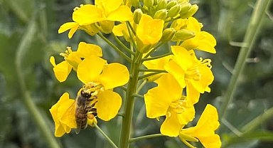 Kanola ilaçlamasında arıların korunması çağrısı