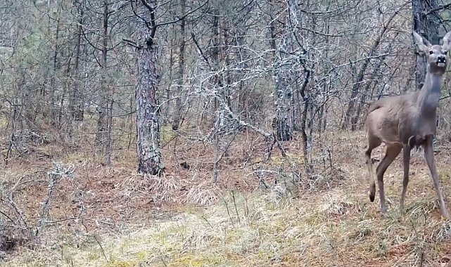 Karabük ormanlarının zarif sakinleri böyle görüntülendi