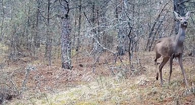 Karabük ormanlarının zarif sakinleri böyle görüntülendi