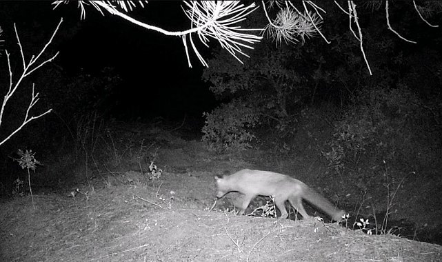 Karabük'te fotokapan yaban hayatını gözler önüne serdi