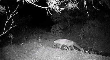 Karabük'te fotokapan yaban hayatını gözler önüne serdi