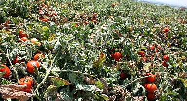 Karacabey'de salçalık domates ekiminde "serbest"in fazla olması bekleniyor