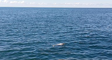 Karadeniz Ereğli'de sahilde ölü yunus bulundu