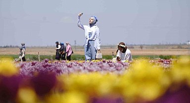 Karaman'da lale tarlasına ziyaretçi akını: 2 günde 30 bin kişi gezdi
