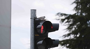 Karaman'ın en işlek kavşağındaki trafik lambasına yuva yapan kumru görenleri şaşırtıyor