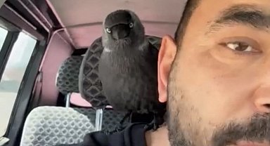 Karga önce sileceğe, sonra sürücünün omzuna kondu