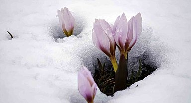 Karla buluşan çiğdemler güzel görüntüler oluşturdu