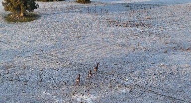 Karla kaplı dağlarda koşuşturan geyikler dronla böyle kaydedildi