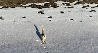 Karlı arazide yiyecek arayan tilki dron kamerasına yansıdı