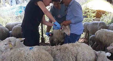 Karpuzlu'da küçükbaş hayvanlar kayıt altına alınıyor