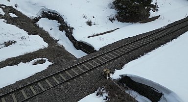Kars'ta drone ile karşılaşan boz ayı kamerada: Merak, tedirginlik ve kaçış