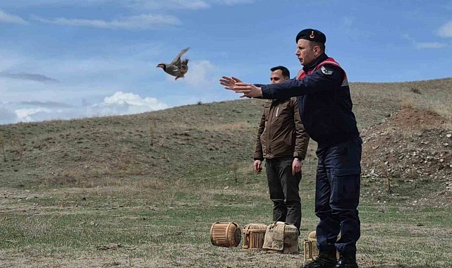 Kars'ta kaçak avcılara darbe: 51 canlı keklik doğaya kazandırıldı