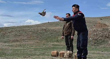 Kars'ta kaçak avcılara darbe: 51 canlı keklik doğaya kazandırıldı