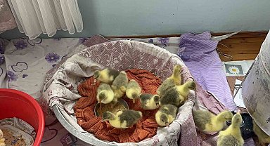 Kars'ta kazlar kuluçkada, köylerde seferberlik başladı