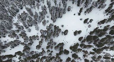 Kars'ta sarıçam ormanları beyaza büründü, tarım arazileri kar altında