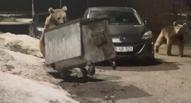 Kars'ta yerleşim bölgesine inen bozayılar çöpte yiyecek ararken görüntülendi