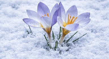 Kartepe'nin nadide türü objektiflere yansıdı