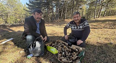 Kastamonu ormanlarında kuzugöbeği mantarı bolluğu