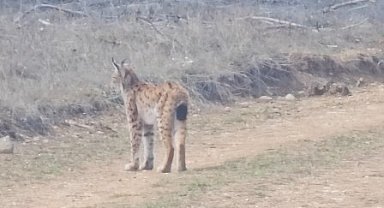 Kastamonu'da ormanda dolaşan vaşak görüntülendi