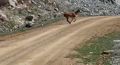 Kayalıklardan süzülen zarafet kameralarda