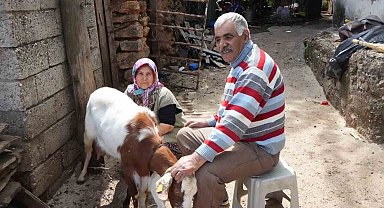 Keçileriyle ömür geçirdiler, şikayetle yıkıldılar: "Uykularımız kaçtı"