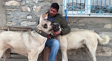 Kedi ile Kangal köpeklerinin dostluğu görenleri şaşırtıyor