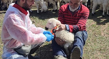 Kemah'ta küçükbaş hayvanlar aşılanarak küpeleniyor